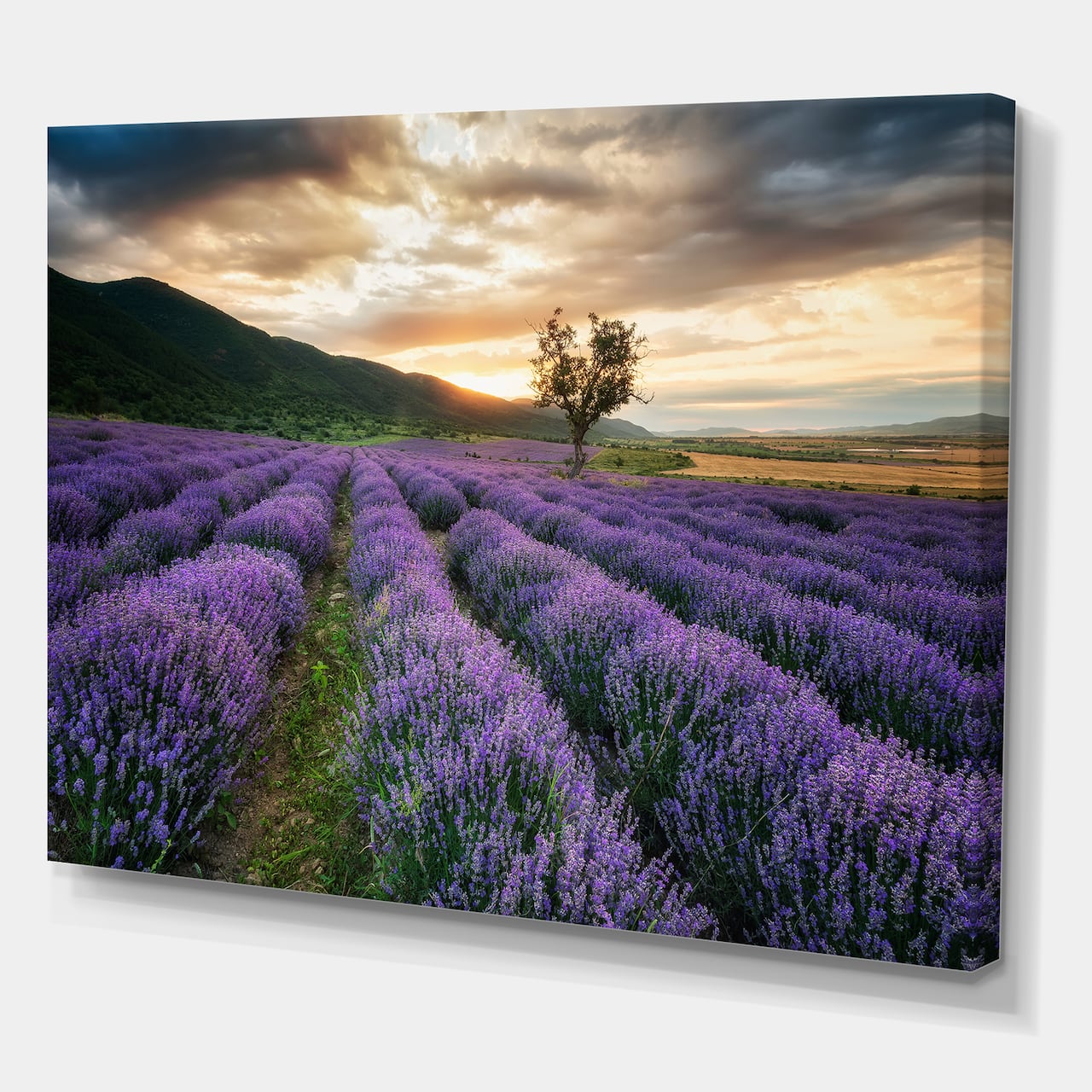 Designart - Sunrise & Dramatic Clouds Over Lavender Field VII - Farmhouse Canvas Wall Art Print